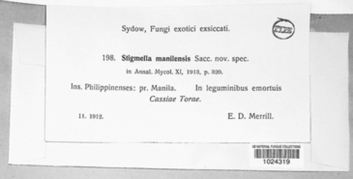 Sarcinella manilensis image